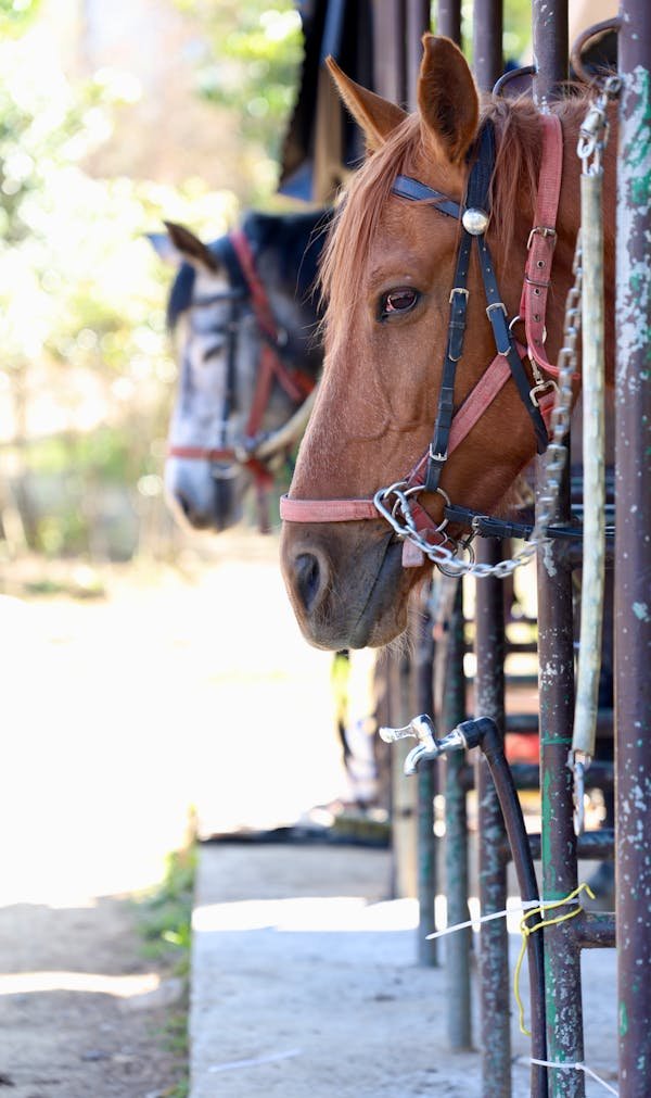 Aménagement d'écurie : conseils pour un espace sûr et confortable